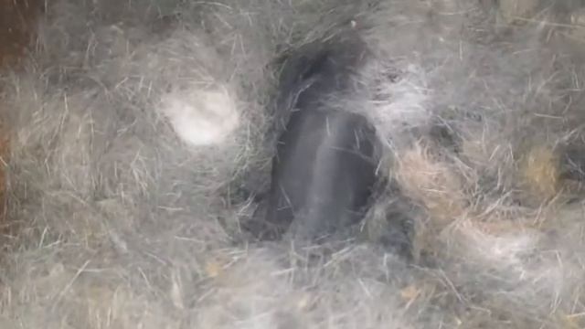 Крольчатам 3 дня🐇💗 смотреть онлайн