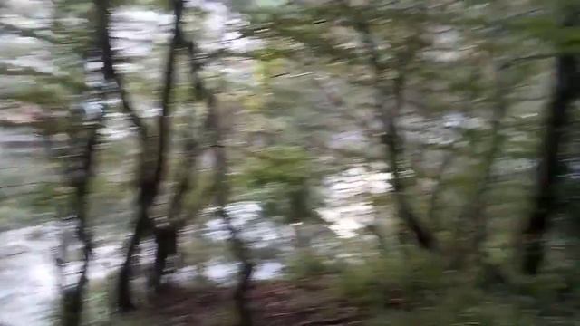 Пошел в лес за грибами!
