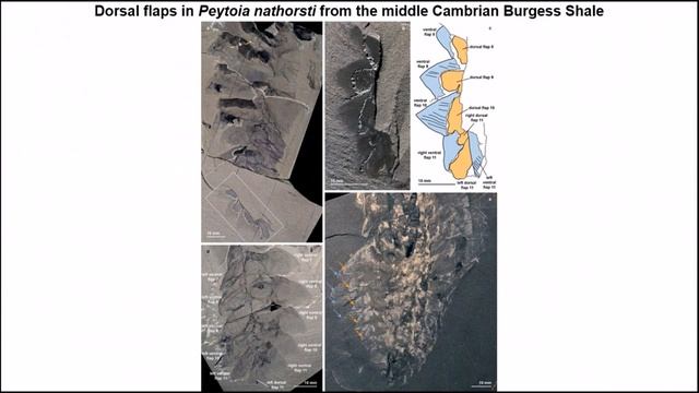 Aegirocassis benmoulae смотреть онлайн