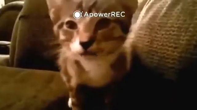 Котята прикольно поют Cat Music смотреть онлайн