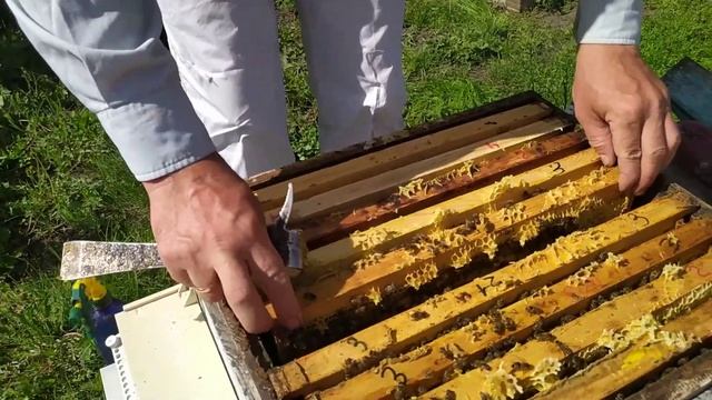 Майские праздники!А мы работаем с пчелами. Расширяем, проверяем, обрабатываем!!! смотреть онлайн