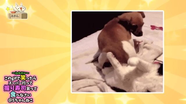 【2ch面白いgif】勝負！最高の爆笑GIFで笑わなかったら勝ちwww【コメ付き】 смотреть онлайн