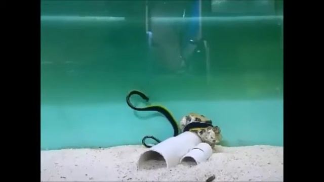 Ribbon Eel (Rhinomuraena Quaesita)