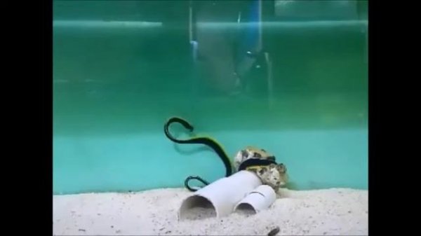 Ribbon eel (Rhinomuraena quaesita)