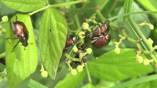 マメコガネ/Popillia japonica 13_220720_ ガイコツ山 смотреть онлайн