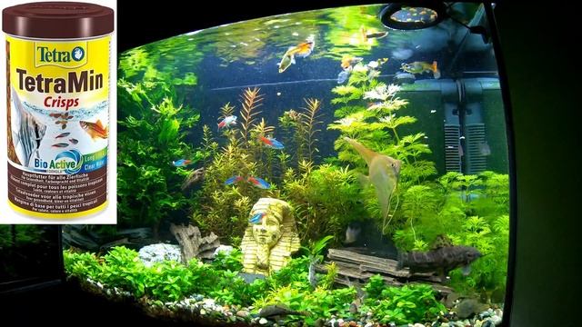 Juwel Primo 70L (2) - Tetra Min Crips смотреть онлайн