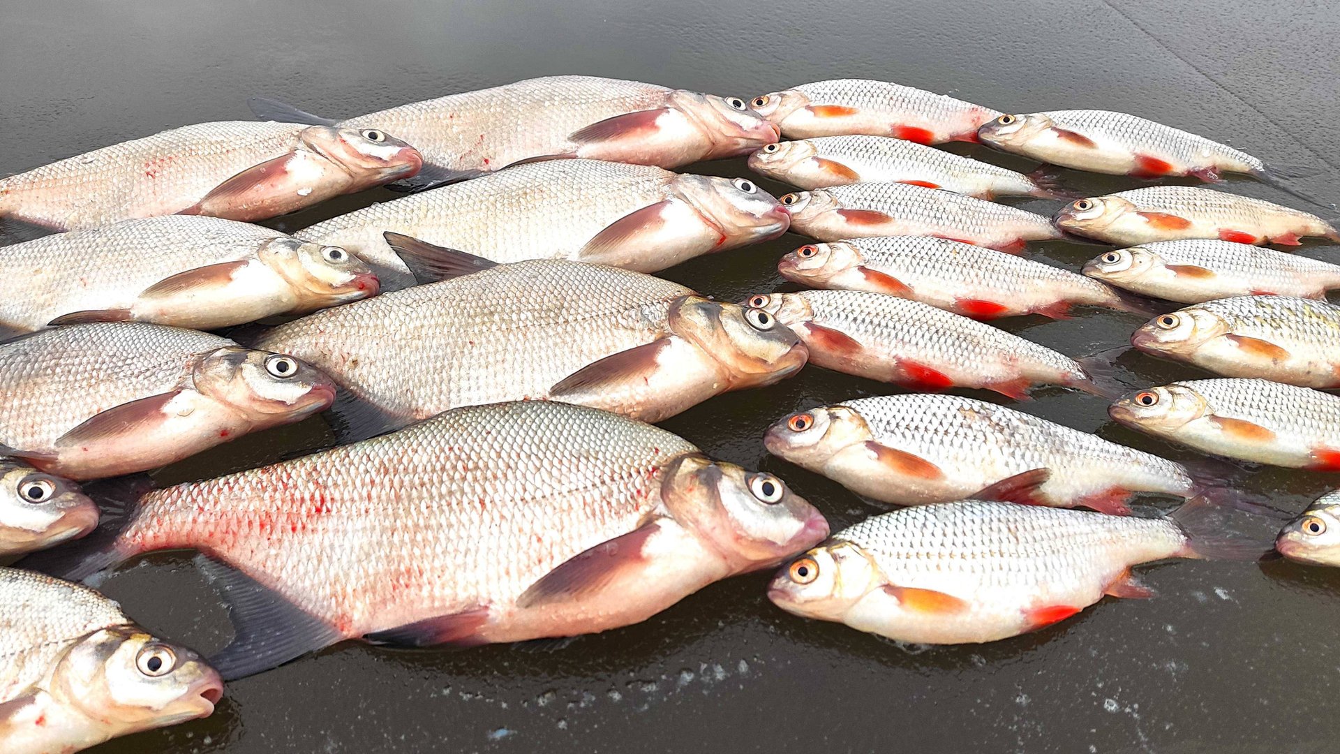 ЛУЧШАЯ РЫБАЛКА СЕЗОНА. "ВЕДЬМА" РУЛИТ. Реванш на МОЖАЙКЕ. смотреть онлайн