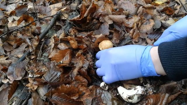 Поход по грибы, нашли секретную поляну!