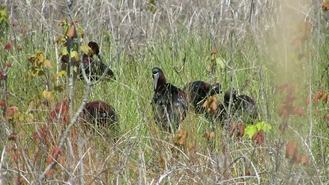 Glossy Ibis at Edwin B. Forsythe 5/14/17 смотреть онлайн
