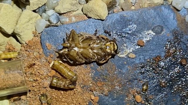 Fire Ants Solenopsis geminata feeding смотреть онлайн