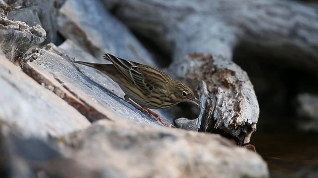 Boompieper - Tree Pipit (Anthus trivialis) смотреть онлайн