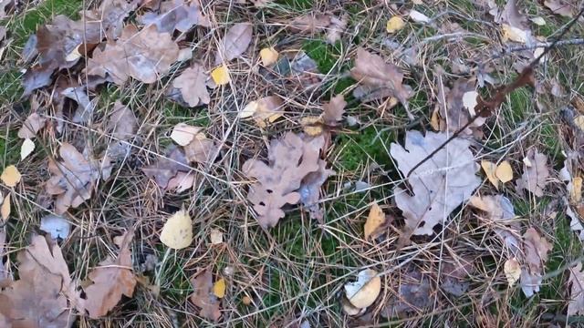 Тихая охота 2! Винницкие грибочки! (ноябрь 2023)