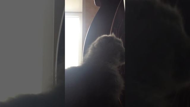 Scottish Fold (Шотландская вислоухая) смотреть онлайн