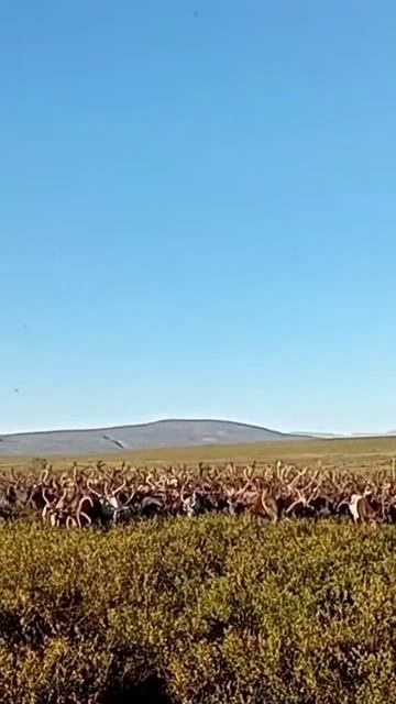 Олени едят зелень #северныеолени смотреть онлайн