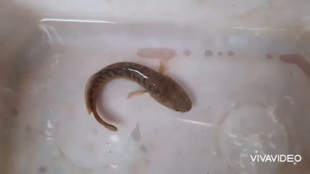 My Dwarf Snakehead (snakehead channa gachua) and plaudarium/biotoupe смотреть онлайн