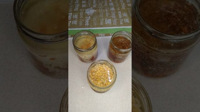 М'ясна каша в банці в скороварці/Як зробити тушонку в скороварці? смотреть онлайн