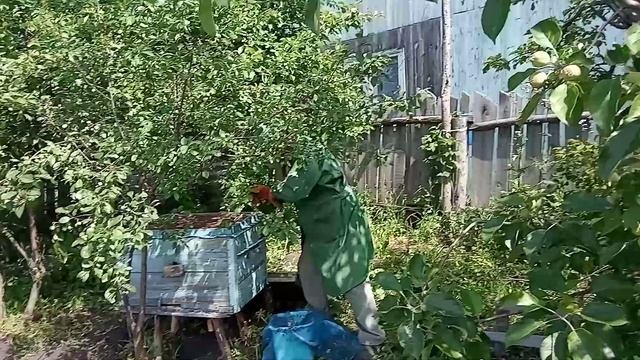 У моего соседа по саду РОЯТСЯ ПЧЕЛЫ. видео Нусратуллина Ф.Г. смотреть онлайн
