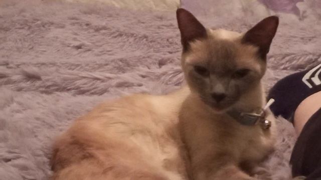 Луночка намывает гостей смотреть онлайн