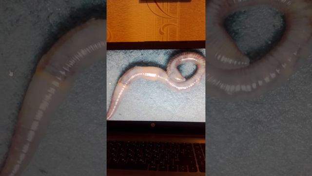 Дождевые черви. Степан Русецкий смотреть онлайн