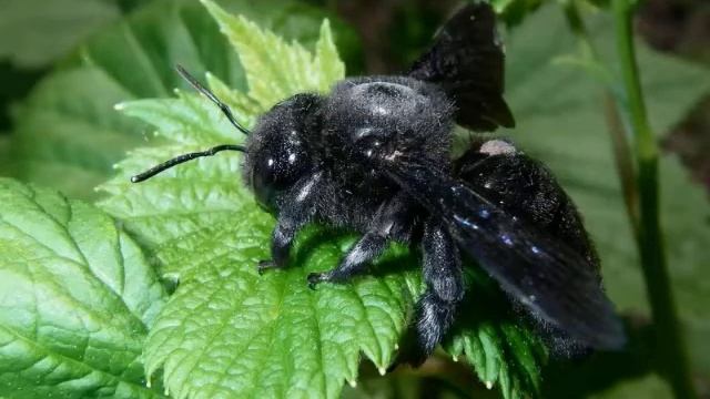 Серебряный Легион: Спасения Земли