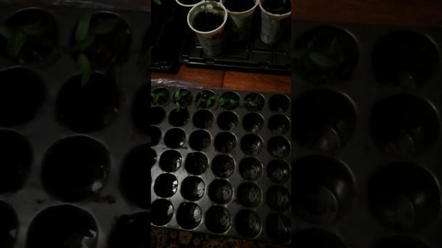 Добрался, наконец-то! смотреть онлайн