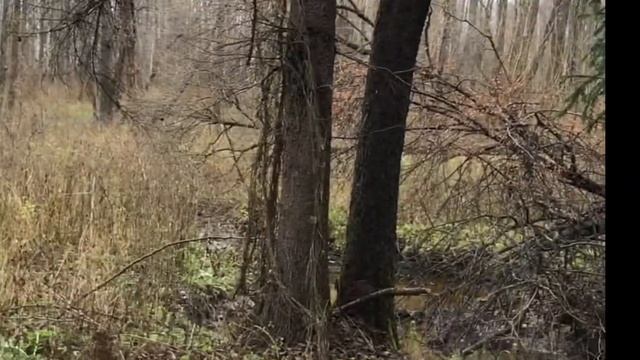 На разведку за разноцветными шляпками. Вышли к лесной речушке