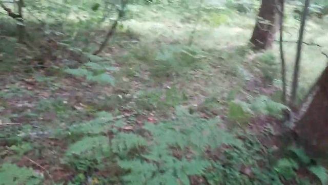 Поход за грибами 25 07 20 пошел за грибами а нашел змеиное гнездо😨😱