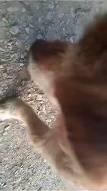 🆘Подарите дом мелкашу🙏🐶🏡 Лысенький, в зиму не выживет.г. Каспийск 89034246903 Наталья смотреть онлайн