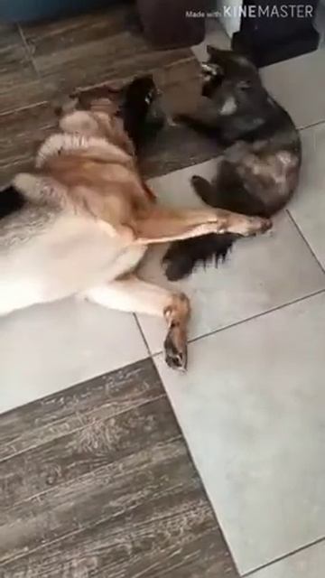 Моя собака 🐕 Вива и моя кошка 🐈 Рыся играют в бокс смотреть онлайн