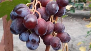 ГФ Винограда ЭТЮД (Калугин В.М.). 03.10.2023г.