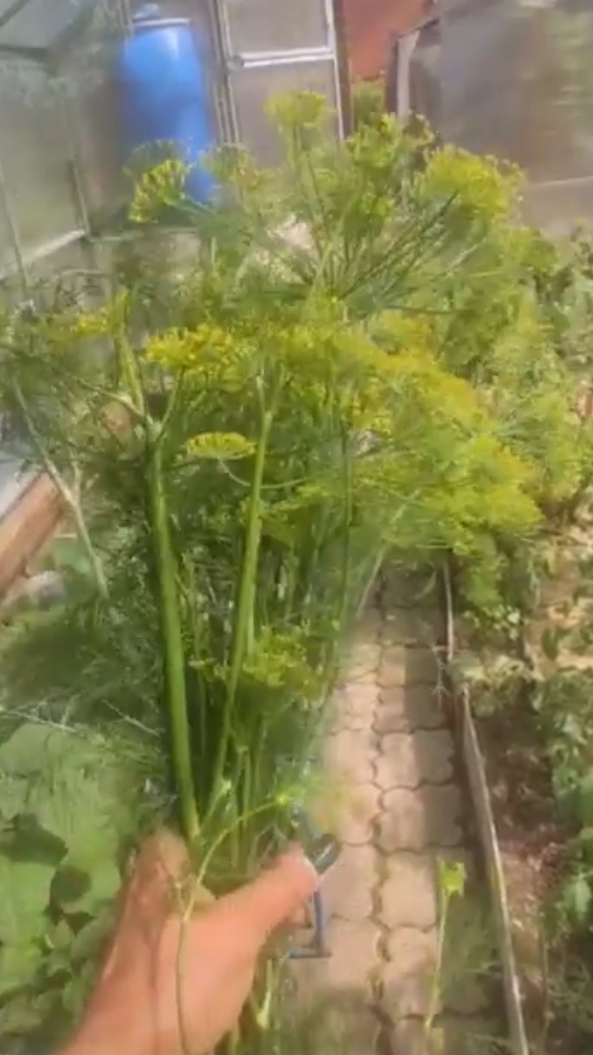 Заготовка укропа для засолки в начале лета.