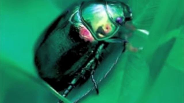 コガネムシ смотреть онлайн