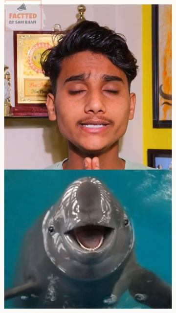 porpoise is amazing animal . #shorts #viral #factted #facts смотреть онлайн