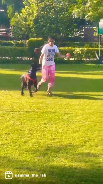 I Can Catch￼￼ The Ball 😎😎 #gammathelab #doglover #shorts
