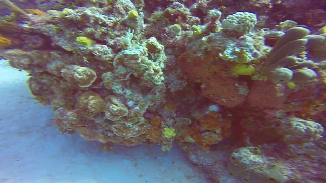 2016 Grand Cayman - Aquarium смотреть онлайн