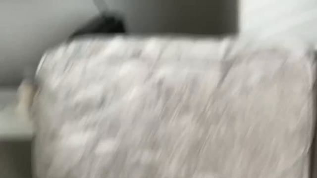 cat looks at camera смотреть онлайн