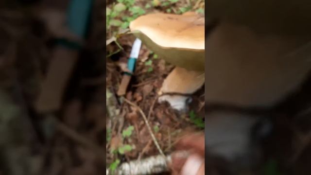 белый гриб здоровяк.