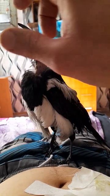 Чили Карлович Суета 245 смотреть онлайн