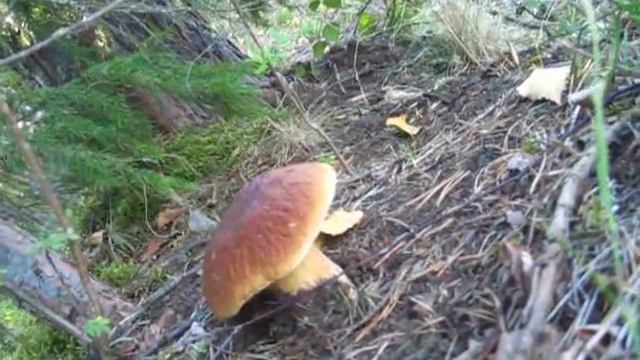 БЕЛЫЙ ГРИБ У ВОДЫ ...19 АВГУСТА... смотреть онлайн