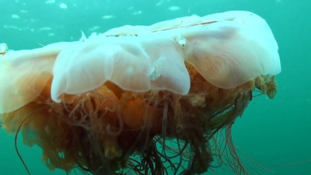 Lion's Mane Jellyfish - V2 смотреть онлайн