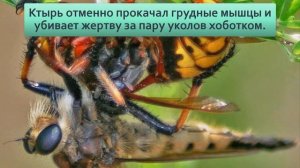 Гигантский ктырь Охотник на шершней и ос , элита боевой авиации среди насекомых
