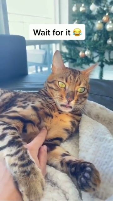 Веселые коты / Смешные котики / Коты приколы / Забавные животные / Смешные коты смотреть онлайн