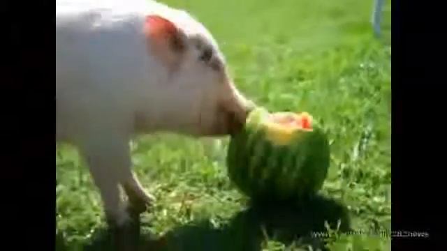 Поросенок - гурман арбузов смотреть онлайн