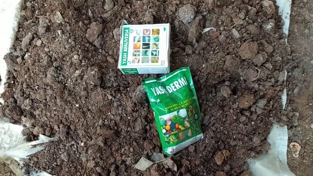 Trichoderma organic pesticide ka use kesa kre ट्राइकोडरमा जैविक कीटनाशक का प्रयोग कैसे करें смотреть онлайн