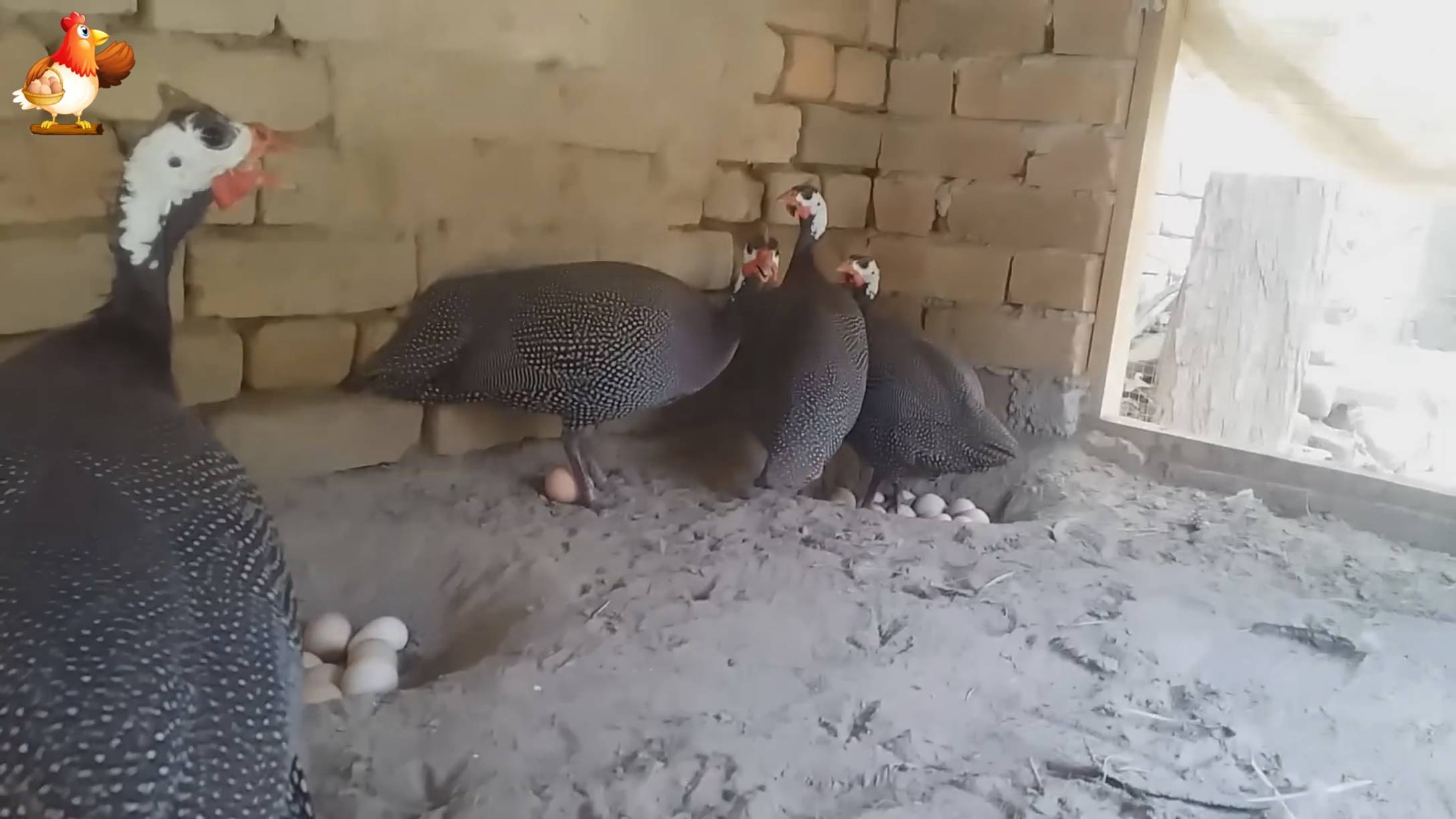 Цесарки как живут, несутся и разговаривают в домашних условиях ❣️🤗😂 Звуки цесарок 🎵 смотреть онлайн