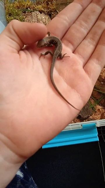 первая приткая ящерица смотреть онлайн