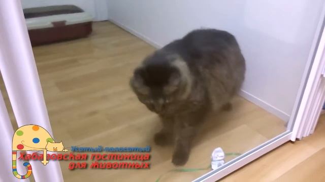 Хабаровская гостиница для животных "Усатый-полосатый" смотреть онлайн