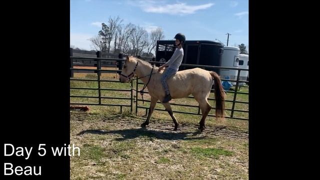 Training Update With Beau! | BEAU-tiful Pony смотреть онлайн