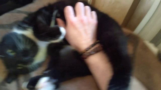 Котик мурчить. Як правильно почухати кота. Пан Кіт Вишня. смотреть онлайн