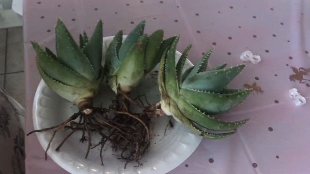 Hindu Rope Hoya and updates смотреть онлайн